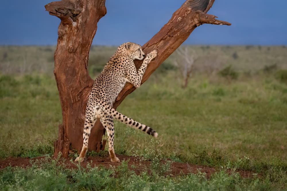 Graceful Cheetah Climbing by Mark Strom — canvas wall art