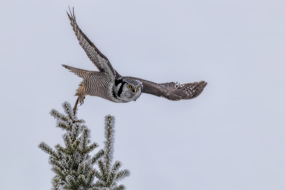 Northern Hawk Owl Flight by Jun Zuo — canvas wall art