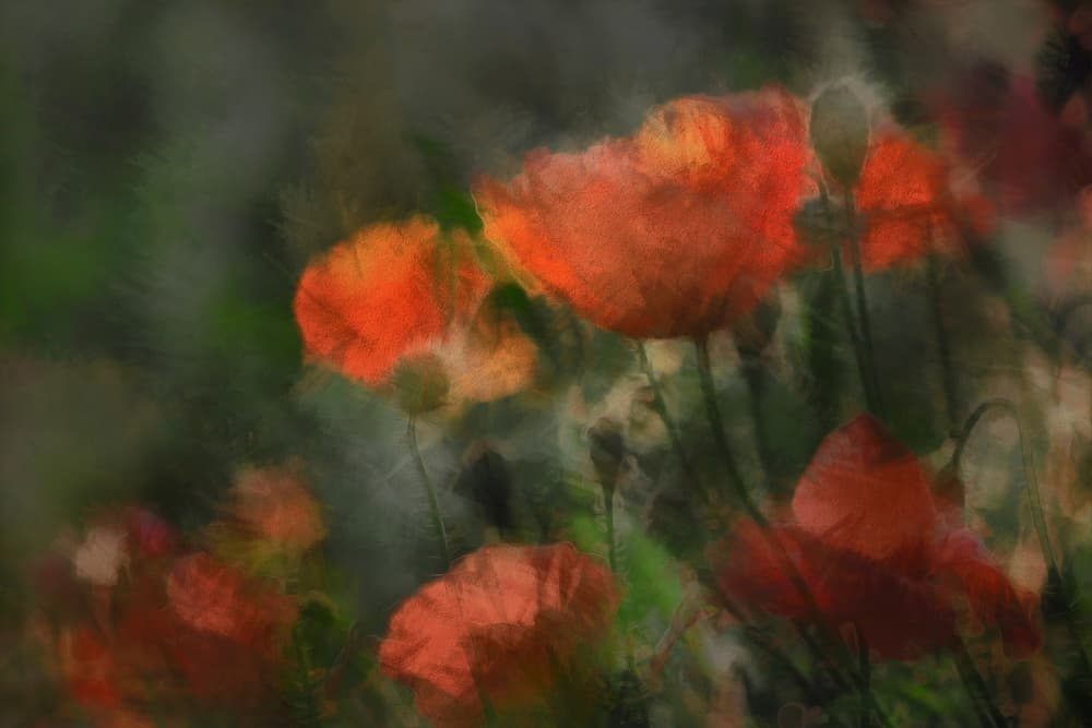 Dreamy Red Poppies by Gilbert Claes — canvas wall art