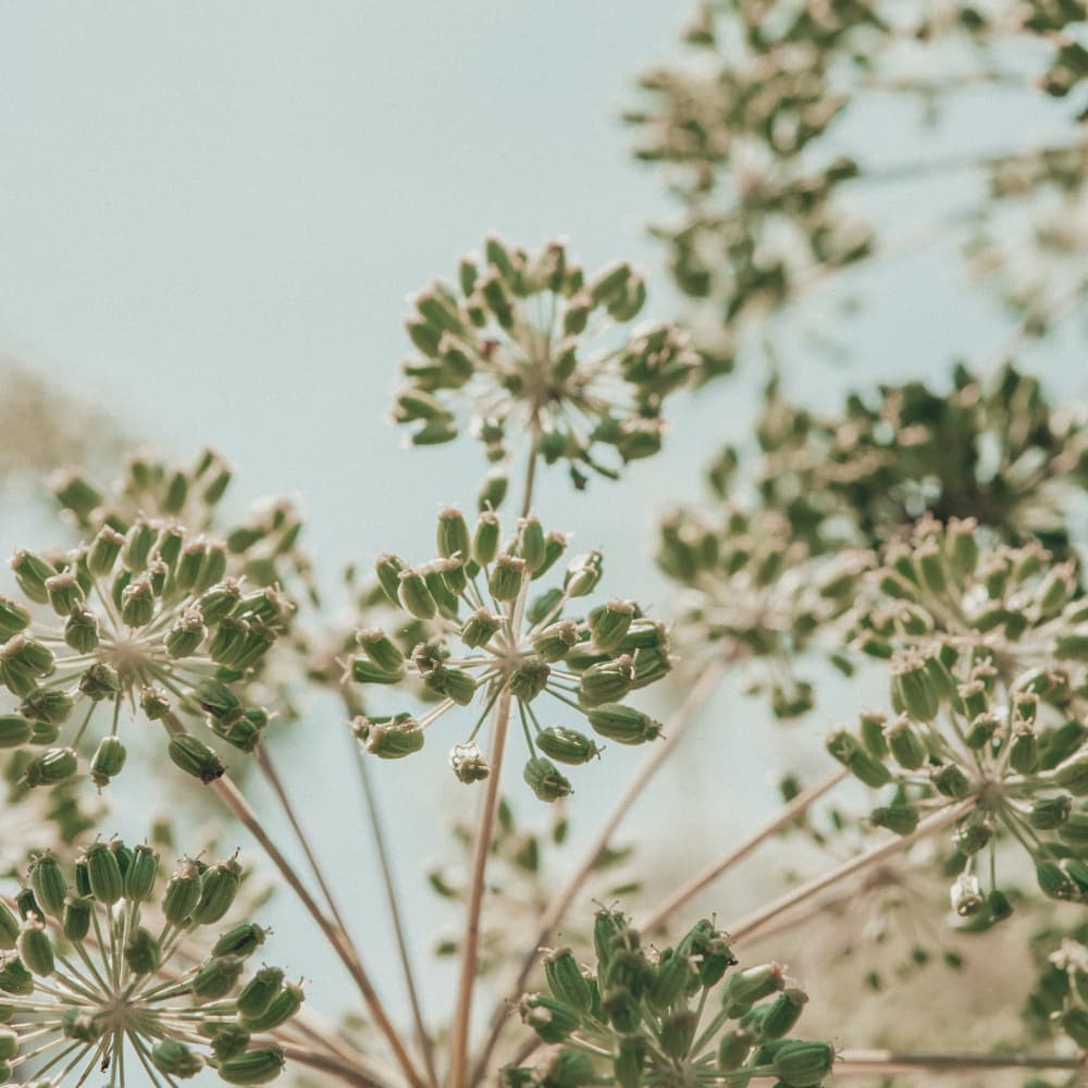 Green Seed Heads by Olivia Joy StClaire — canvas wall art
