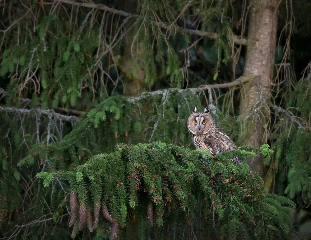 Observant Forest Owl by Christian Lindsten — canvas wall art