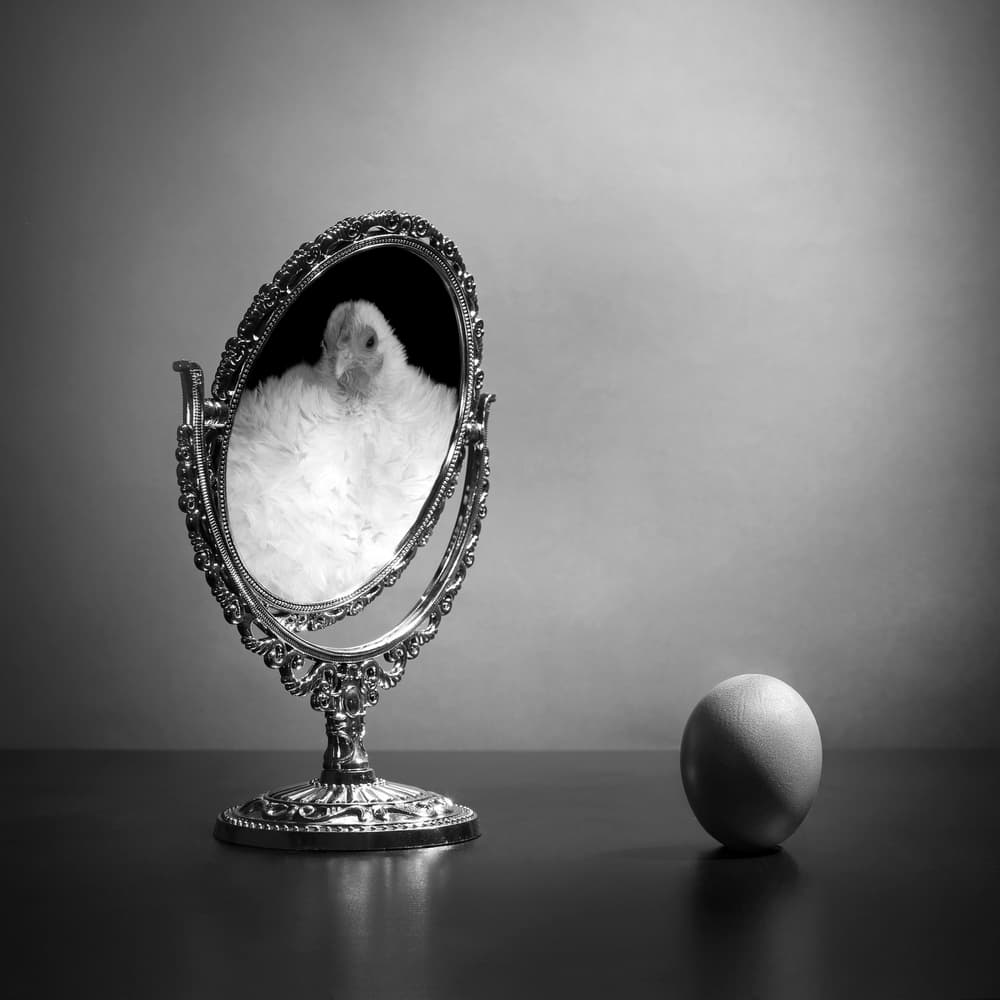 Chick And Egg Reflection by Victoria Glinka — canvas wall art