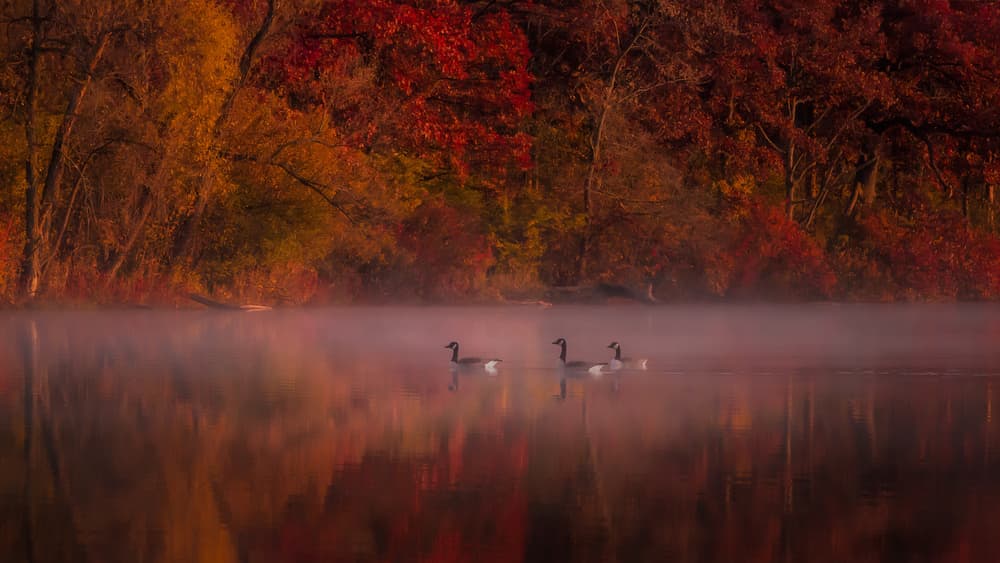 Misty Fall Geese Reflections by Hanping Xiao — canvas wall art