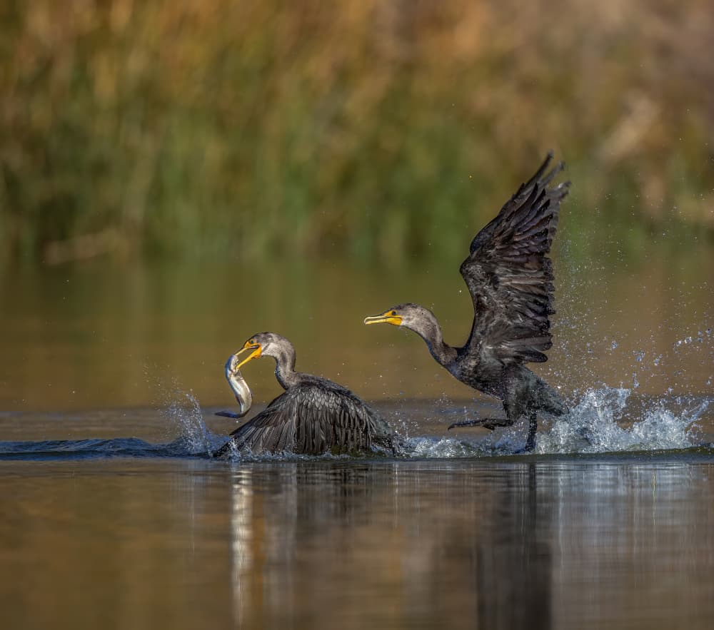 Cormorant Fish Fight by Judy Tseng — canvas wall art