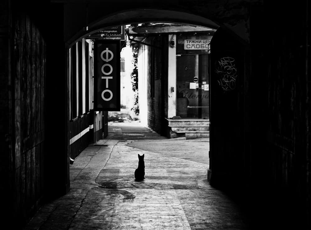 Black Cat in Alley by Miodrag Kosanovic — canvas wall art