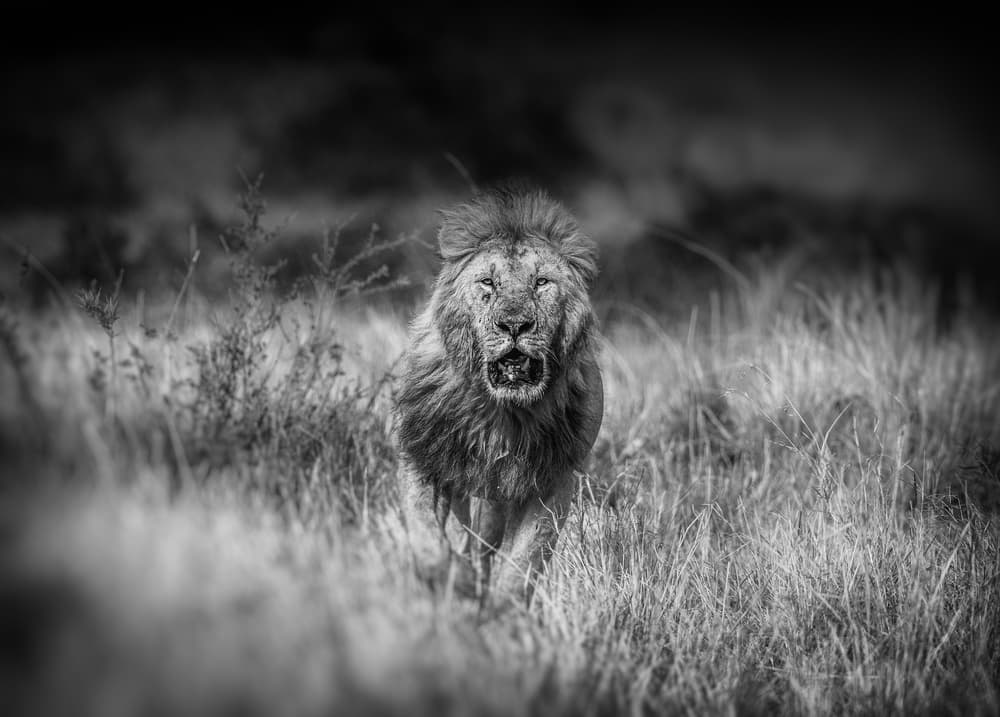 Intense Lion Gaze by Jaco Marx — canvas wall art