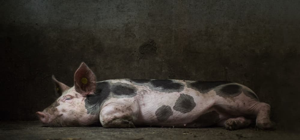 Spotted Pig Slumber by Gert van den Bosch — canvas wall art