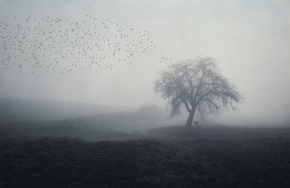 Misty Morning Tree by Uschi Hermann — canvas wall art