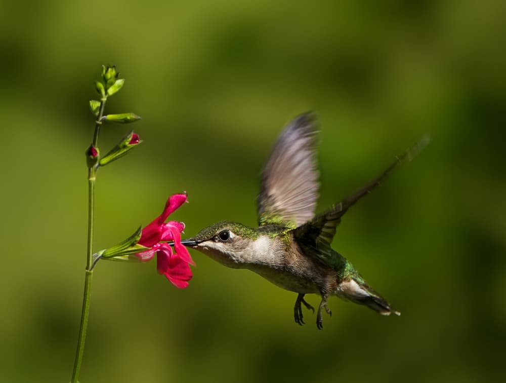 Ruby-Throated Nectar Sip by Hannah & Wei — canvas wall art