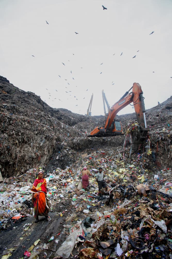 Landfill Scavengers by Garik — canvas wall art