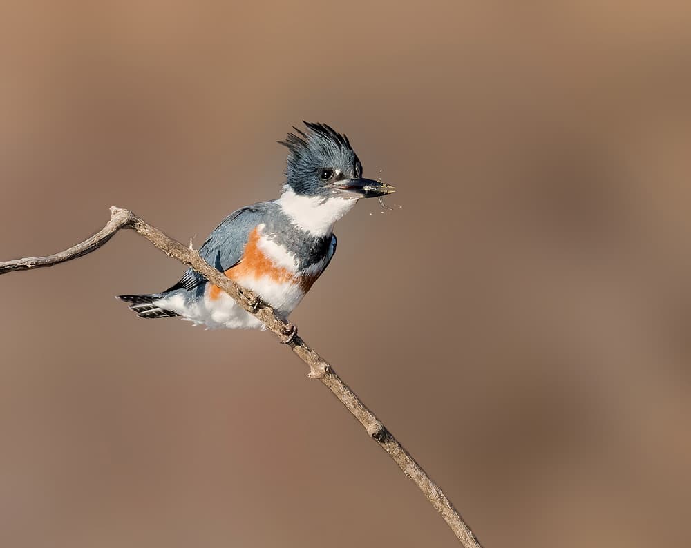 Kingfisher's Fresh Catch by Alex Li — canvas wall art