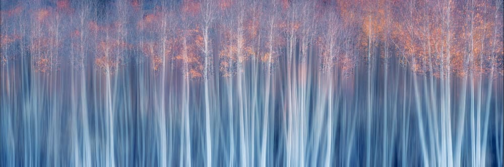 Autumn Forest Blur by Mei Xu — canvas wall art