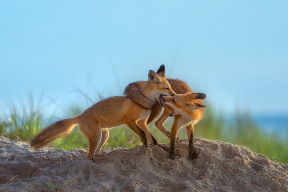 Sweet Fox Embrace by Ruiqing P. — canvas wall art