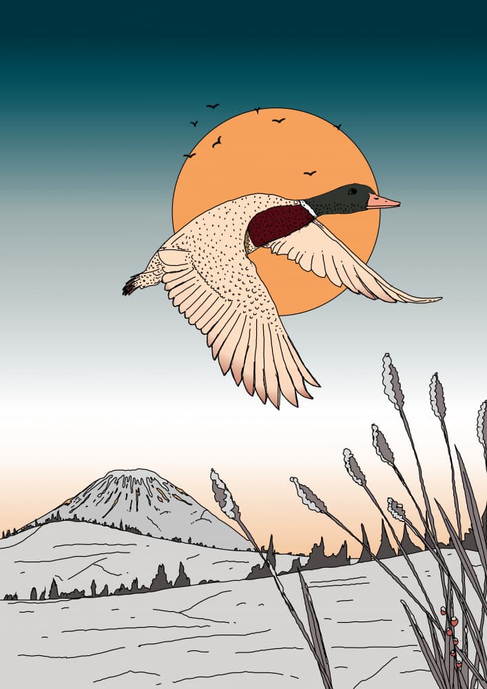 Flying Mallard Sunset by Nicholas — canvas wall art