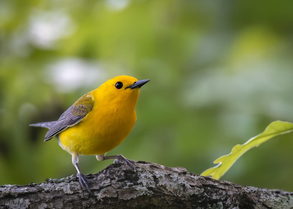 Vibrant Yellow Bird by Leechee Z — canvas wall art