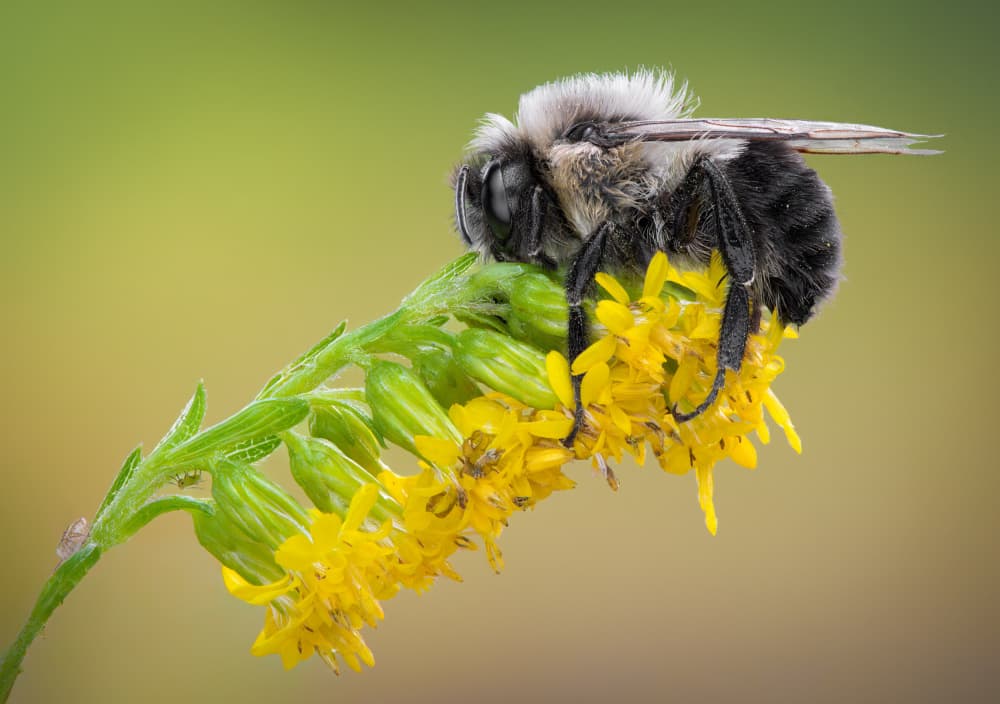 Sleeping Bee Yellow Bloom by Atul Saluja — canvas wall art