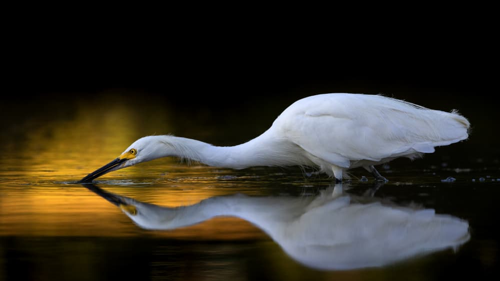 Golden Hour Egret Reflection by verdon — canvas wall art