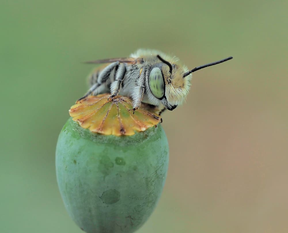 Green Eyed Poppy Bee by Thierry Dufour — canvas wall art