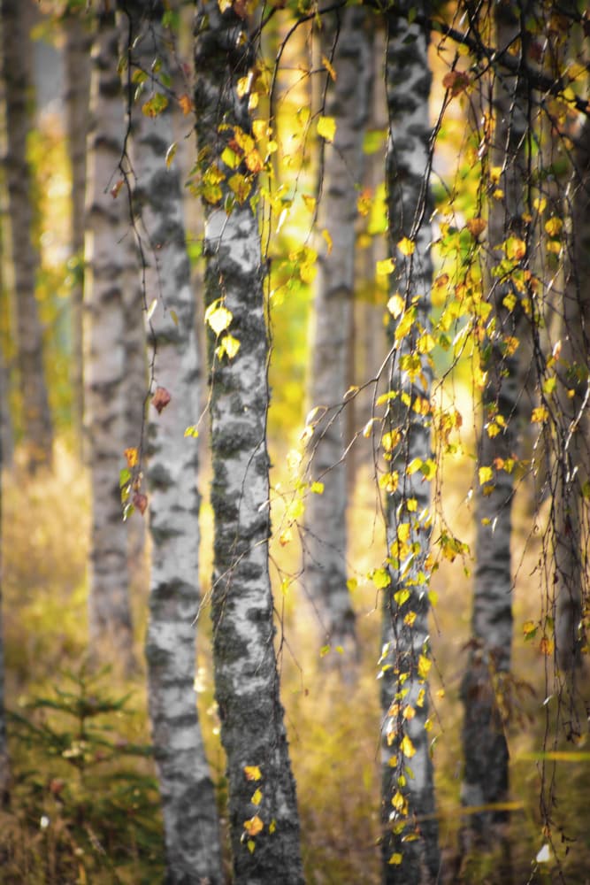 Golden Birch Forest by Christina Sillen — canvas wall art