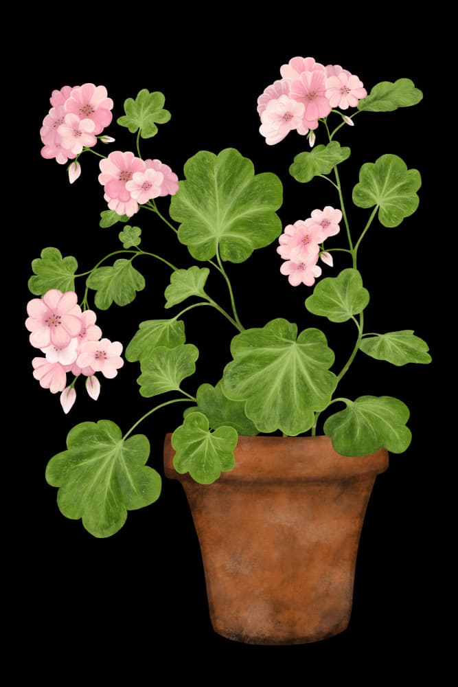 Potted Pink Geraniums by EMELIEmaria — canvas wall art