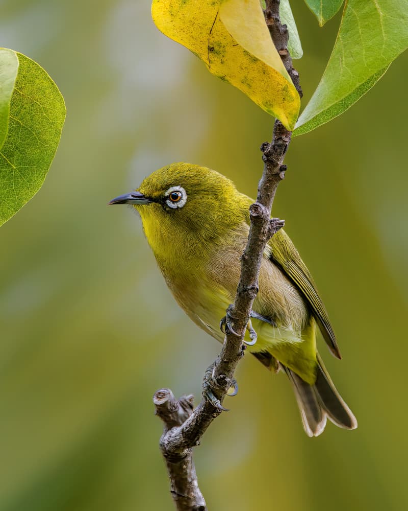 Vibrant White-eye Bird by Jacob (Jian) Xu — canvas wall art