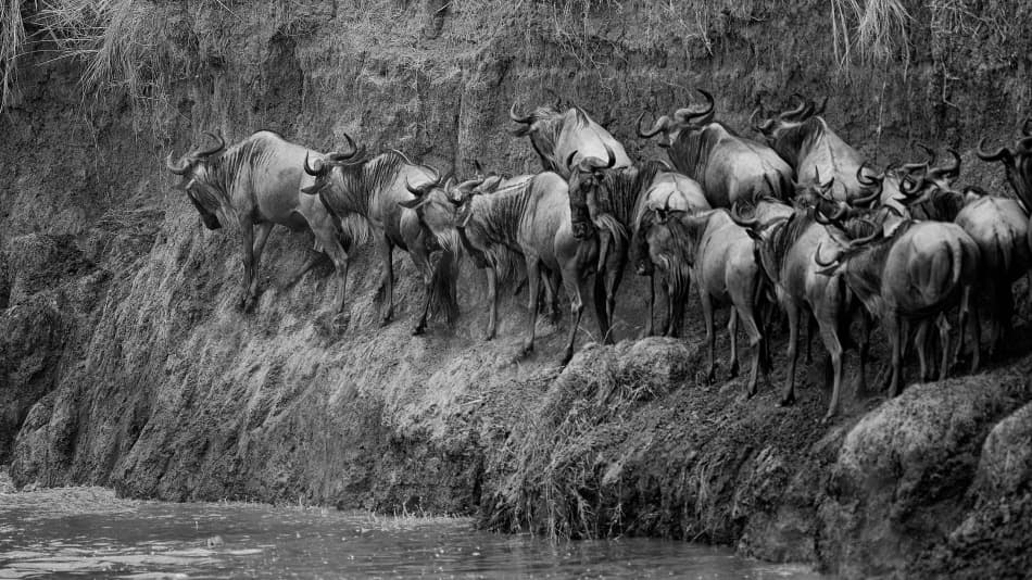Wildebeest River Crossing by Mohammed Alnaser — canvas wall art