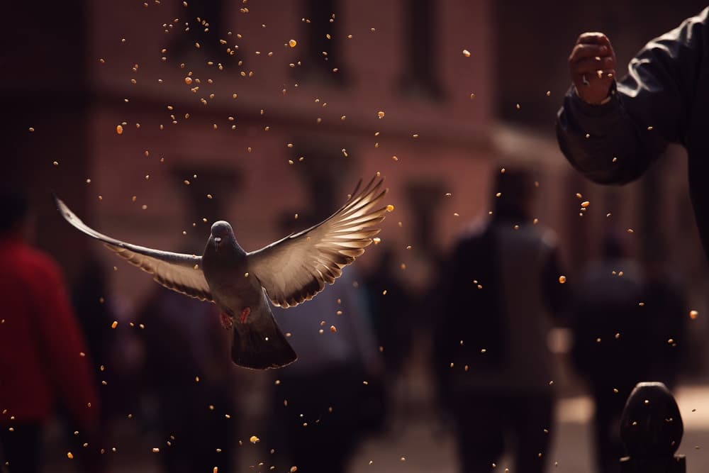 Urban Pigeon Flight by Dan Mirica — canvas wall art