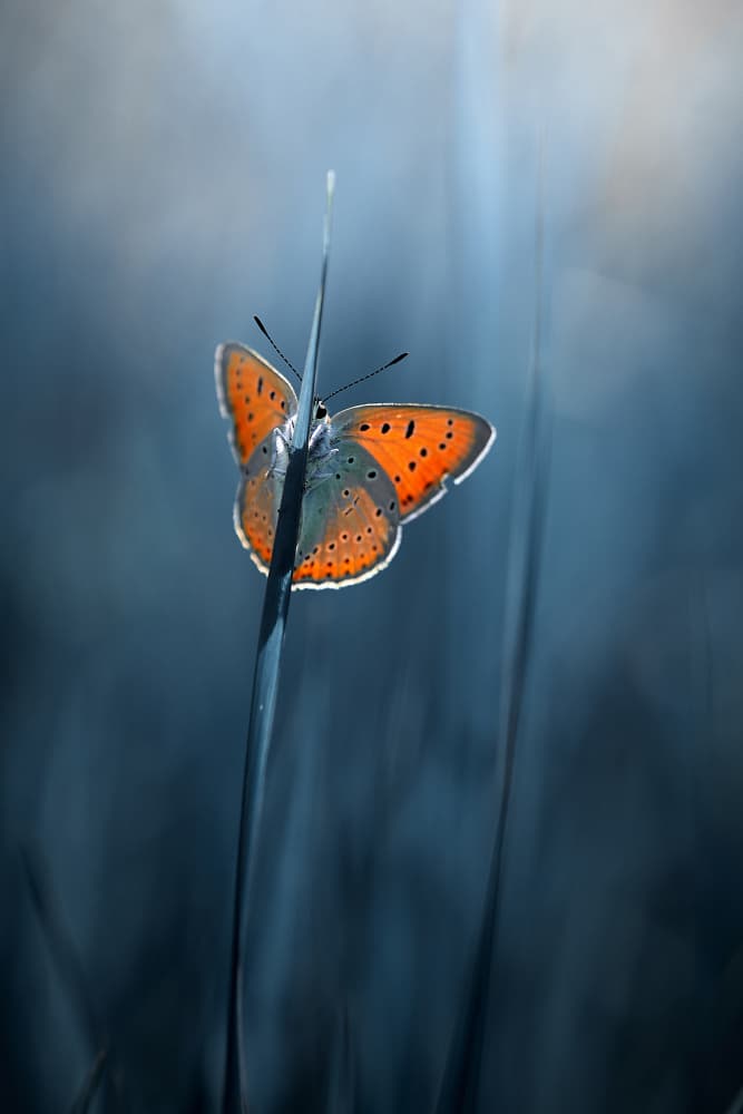 Butterfly in Blue Light by Andrii Kazun — canvas wall art
