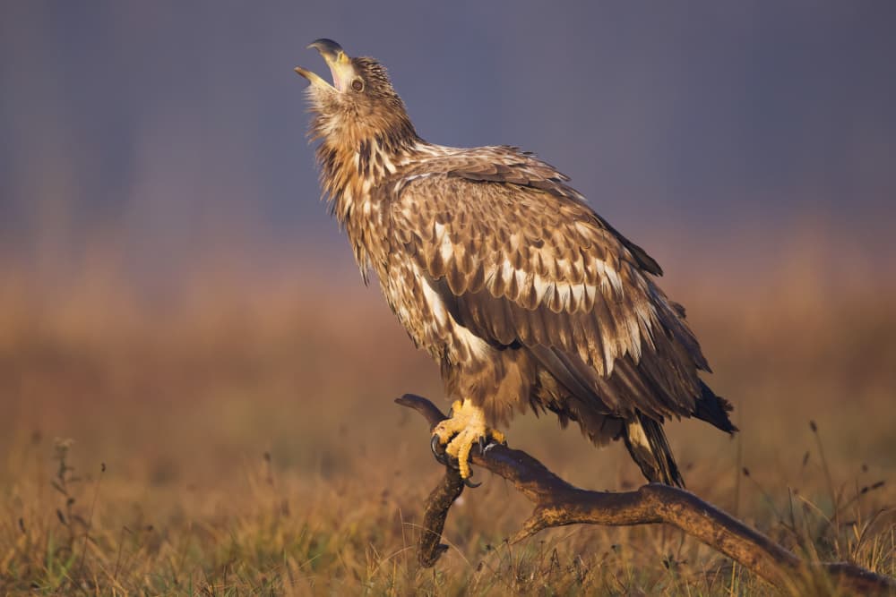 Wild Eagle Calling by David Manusevich — canvas wall art