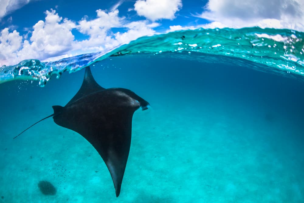 Manta Ray Split View by Barathieu Gabriel — canvas wall art