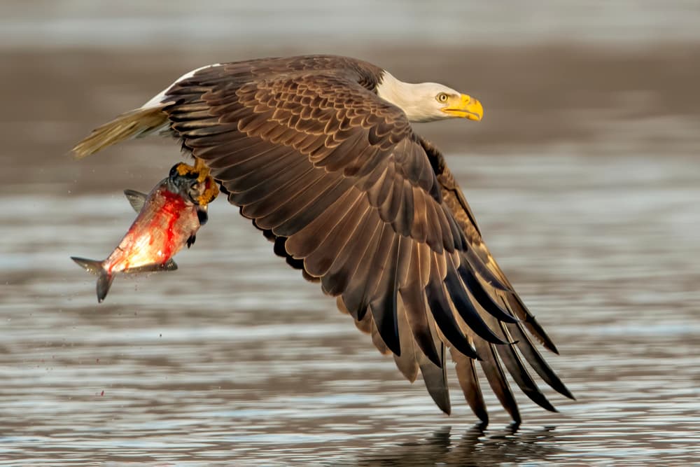 Bald Eagle Fishing Flight by Rob Li — canvas wall art
