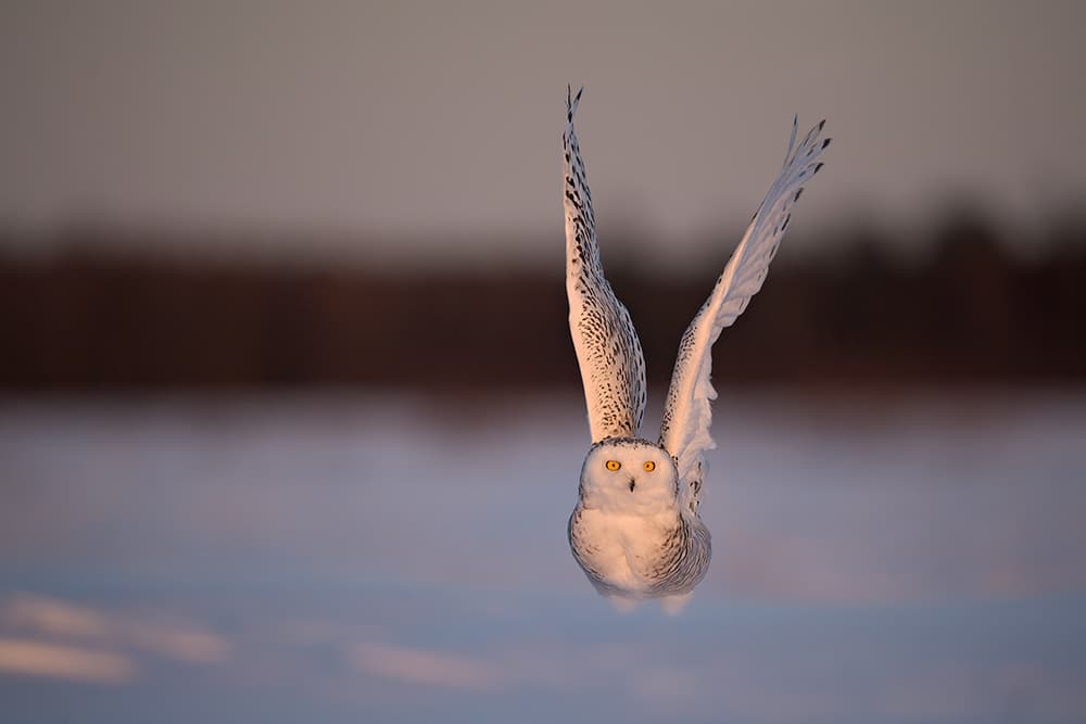 Snowy Owl in Flight by Marco Pozzi — canvas wall art