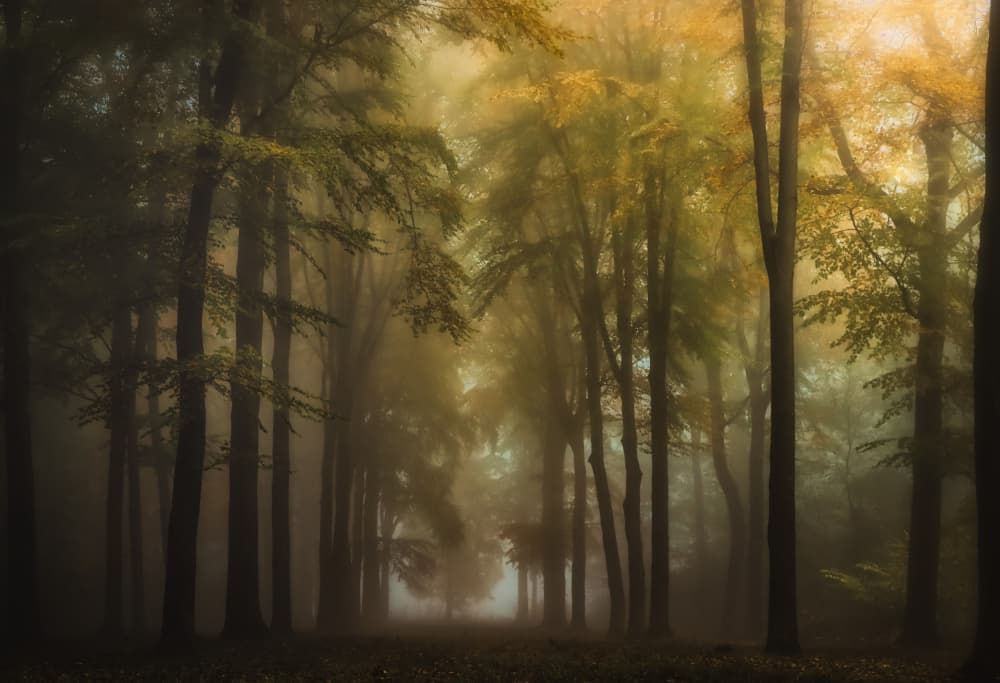 Misty Autumn Forest Path by Hilda van der Lee — canvas wall art