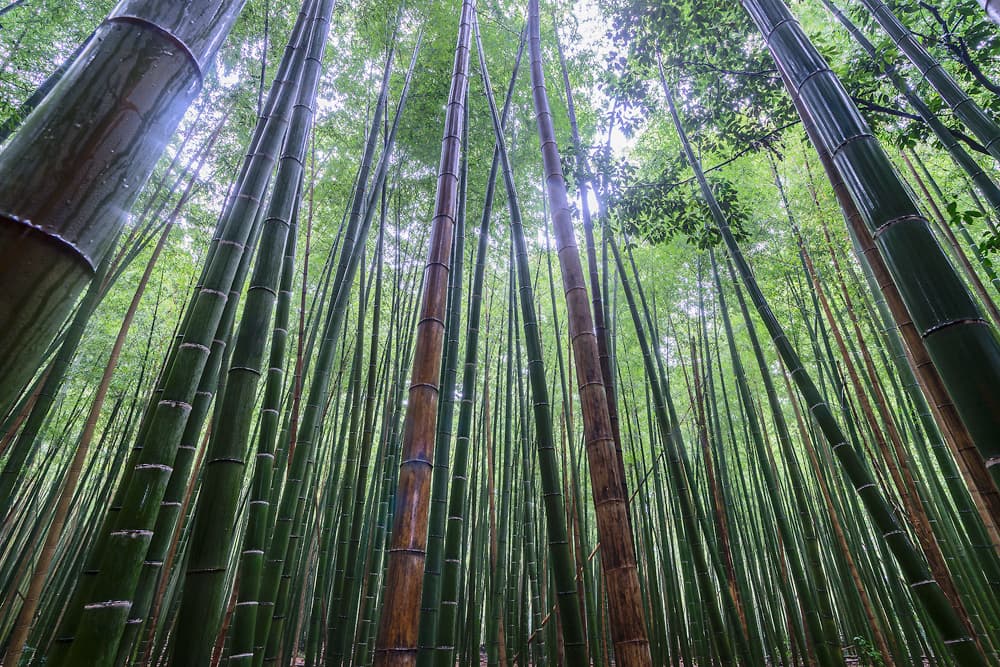 Lush Bamboo Forest by Karsten Wrobel — canvas wall art