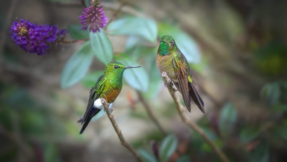 Green Hummingbirds Perched by tianhuayu — canvas wall art