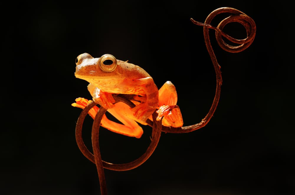 Glowing Orange Tree Frog by Abdul Gapur Dayak — canvas wall art