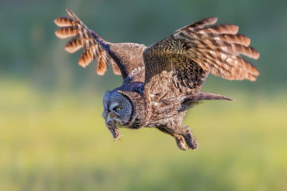 Great Gray Owl Hunt by Jun Zuo — canvas wall art