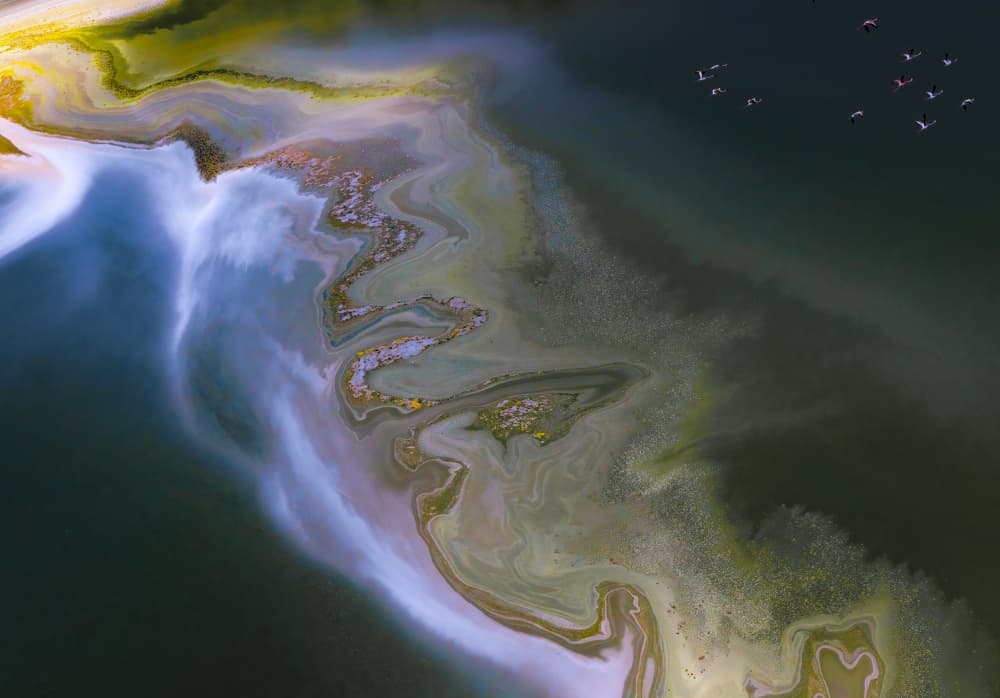 Vibrant Aerial Lake with Birds by Judy Tseng — canvas wall art