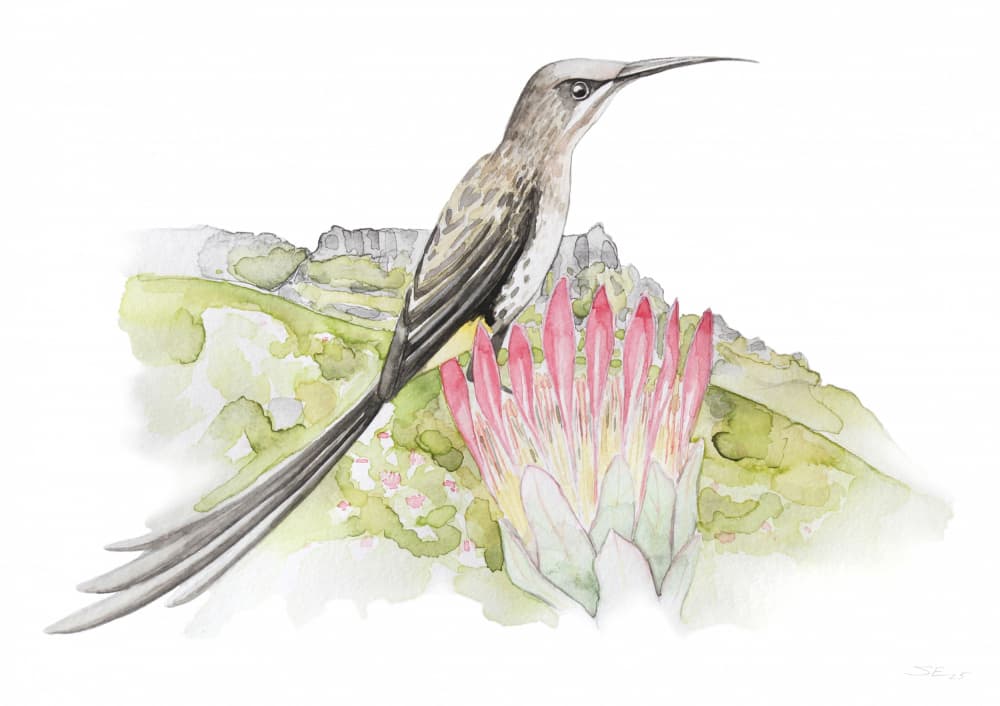 Cape Sugarbird Protea by Steve Erwin — canvas wall art