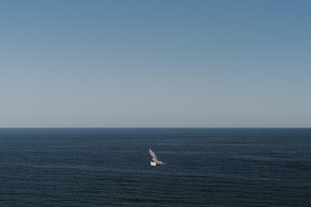 Seagull Over Blue Ocean by Aimee Giles — canvas wall art