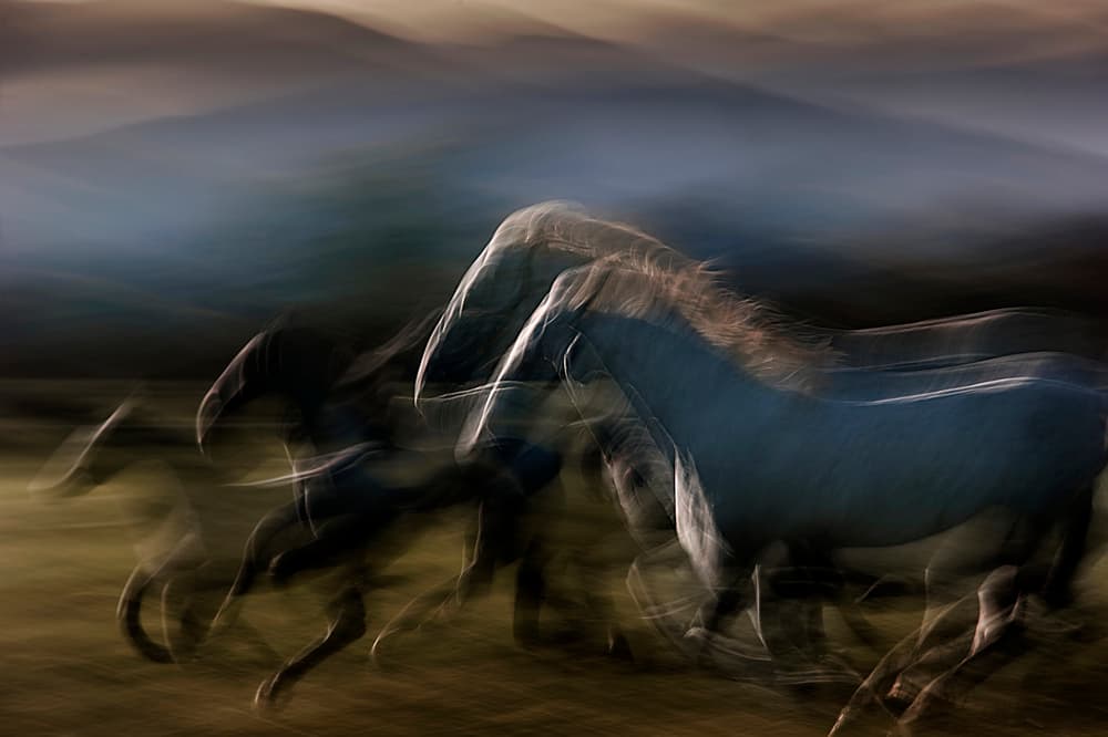 Wild Horses In Motion by Milan Malovrh — canvas wall art