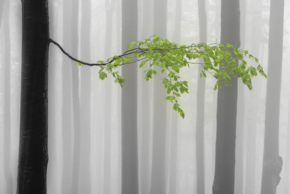 Misty Green Forest by Tom Pavlasek — canvas wall art