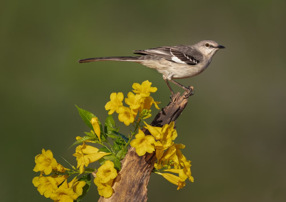Mockingbird Yellow Flowers by Greg Barsh — canvas wall art