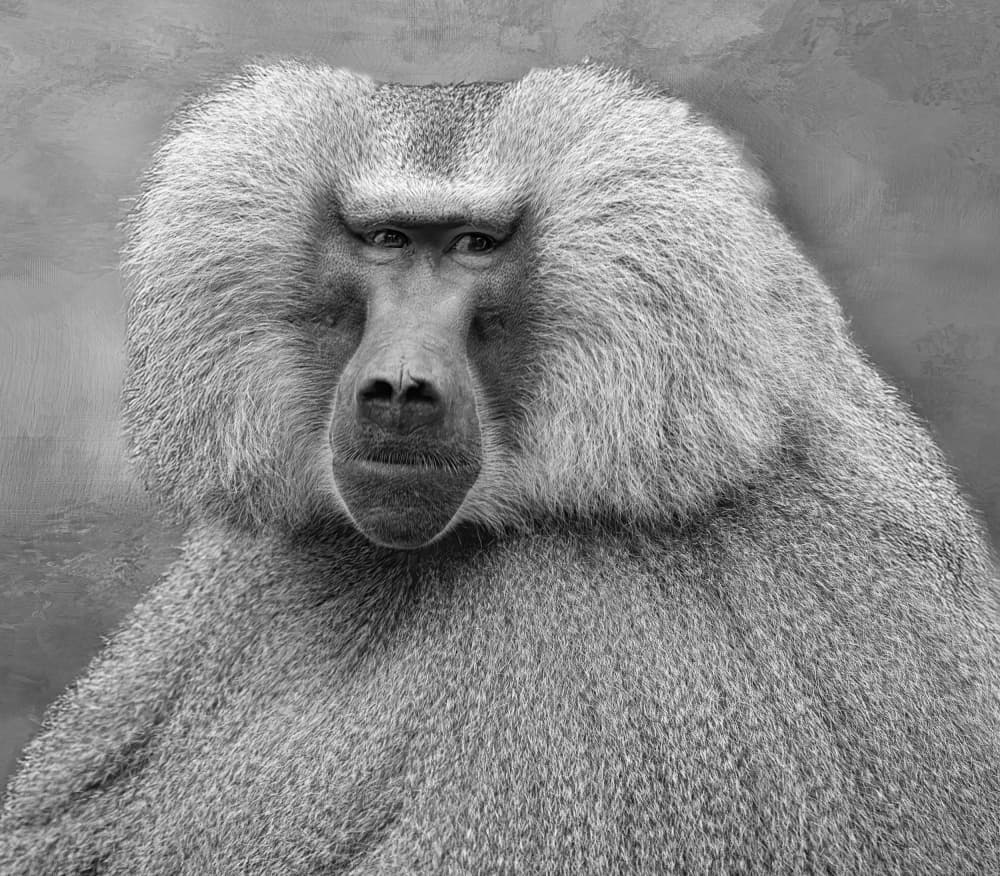 Serious Baboon Gaze by Jane Lyons — canvas wall art