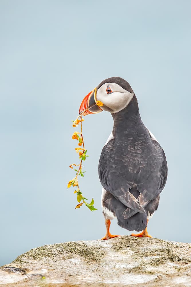 Puffin with Yellow Flowers by Kieran O Mahony AIPF — canvas wall art