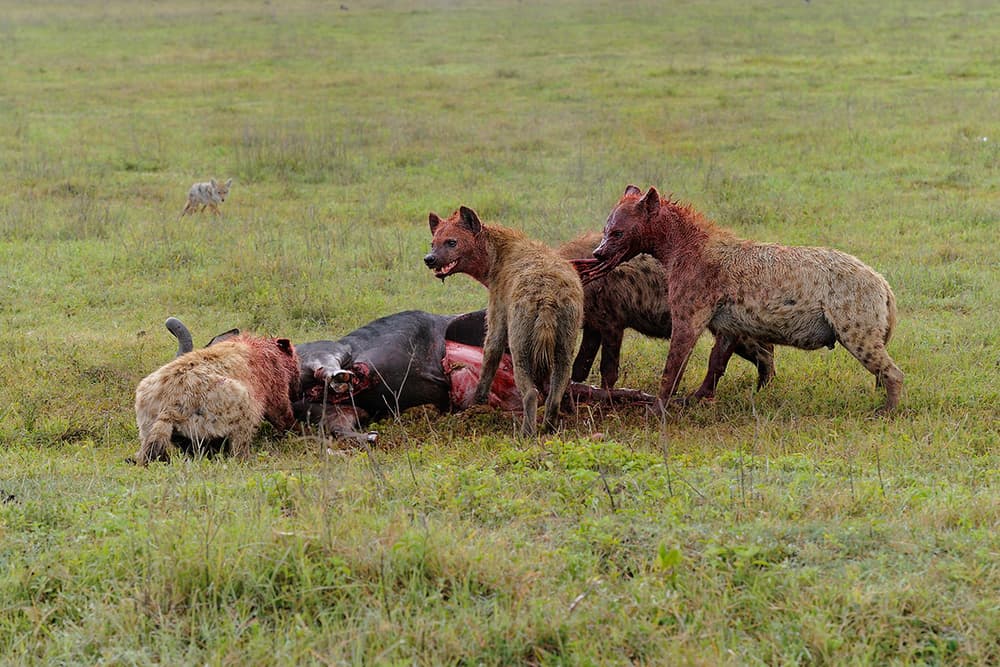 African Hyenas Feast by Marco Pozzi — canvas wall art