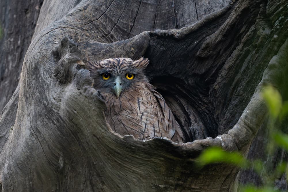 Watchful Forest Owl by Rajat Dhesi — canvas wall art