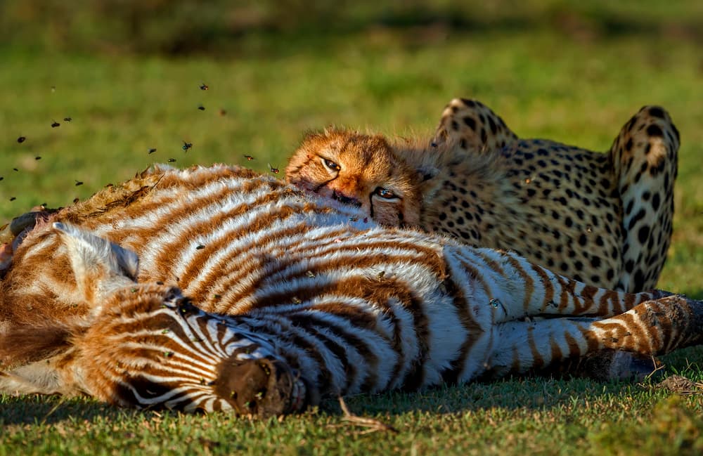 Wild Cheetah Zebra Feast by Giuseppe DAmico — canvas wall art
