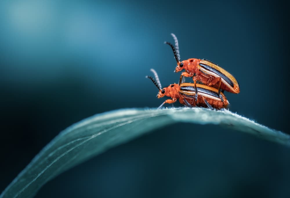 Mating Beetles On Leaf by Atul Saluja — canvas wall art