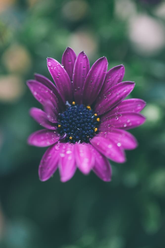 Purple Flower Water Drops by Javier Pardina — canvas wall art